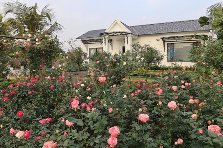 Ngôi nhà ngoại ô phủ kín 3.000 gốc hoa hồng đẹp như resort